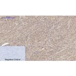 Immunohistochemistry - Anti-BRCA1 Antibody (B7030) - Antibodies.com