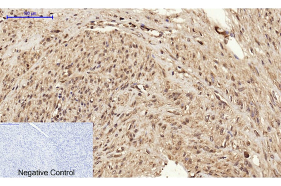 Immunofluorescence - Anti-BRCA1 Antibody (B7030) - Antibodies.com