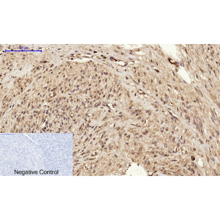 Immunofluorescence - Anti-BRCA1 Antibody (B7030) - Antibodies.com