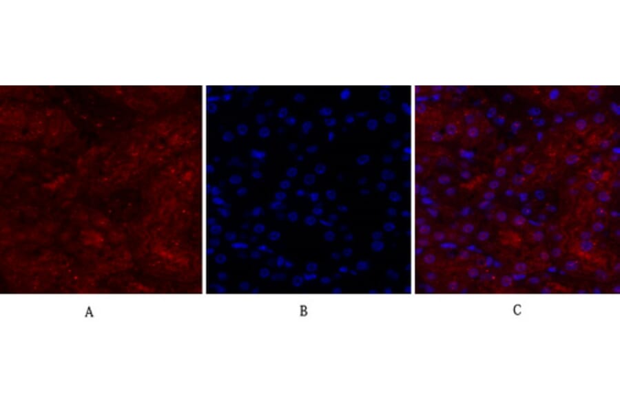 Immunofluorescence - Anti-BRCA1 Antibody (B7030) - Antibodies.com