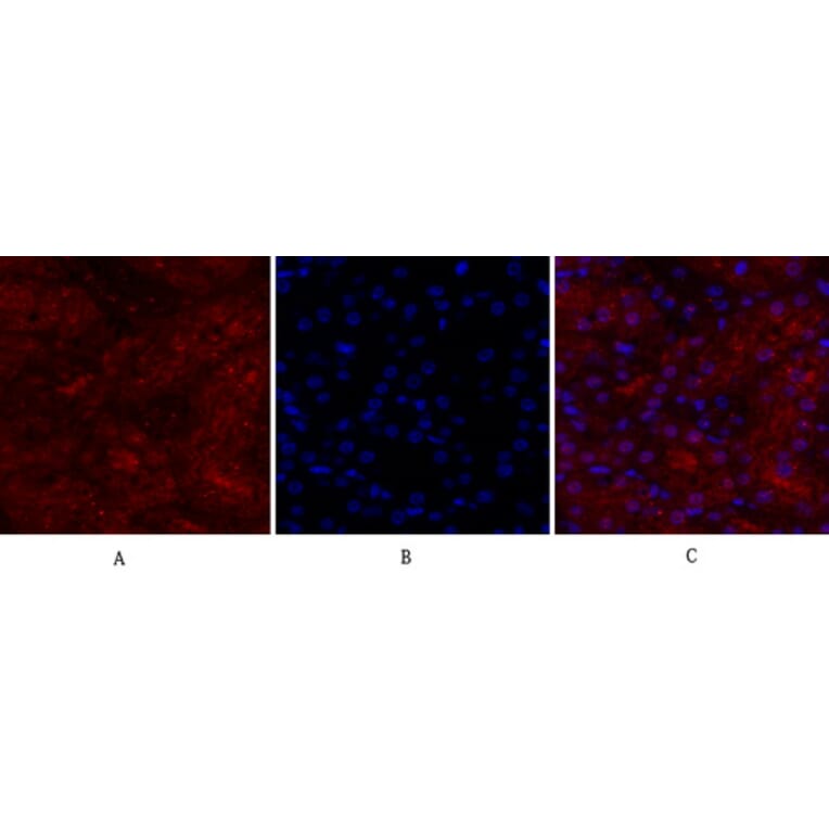 Immunofluorescence - Anti-BRCA1 Antibody (B7030) - Antibodies.com