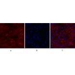 Immunofluorescence - Anti-BRCA1 Antibody (B7030) - Antibodies.com