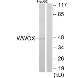 Western Blot - Anti-WWOX Antibody (C13129) - Antibodies.com