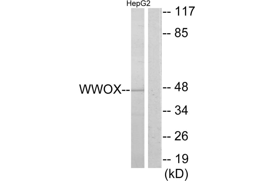 Western Blot - Anti-WWOX Antibody (C13129) - Antibodies.com