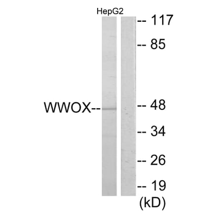 Western Blot - Anti-WWOX Antibody (C13129) - Antibodies.com