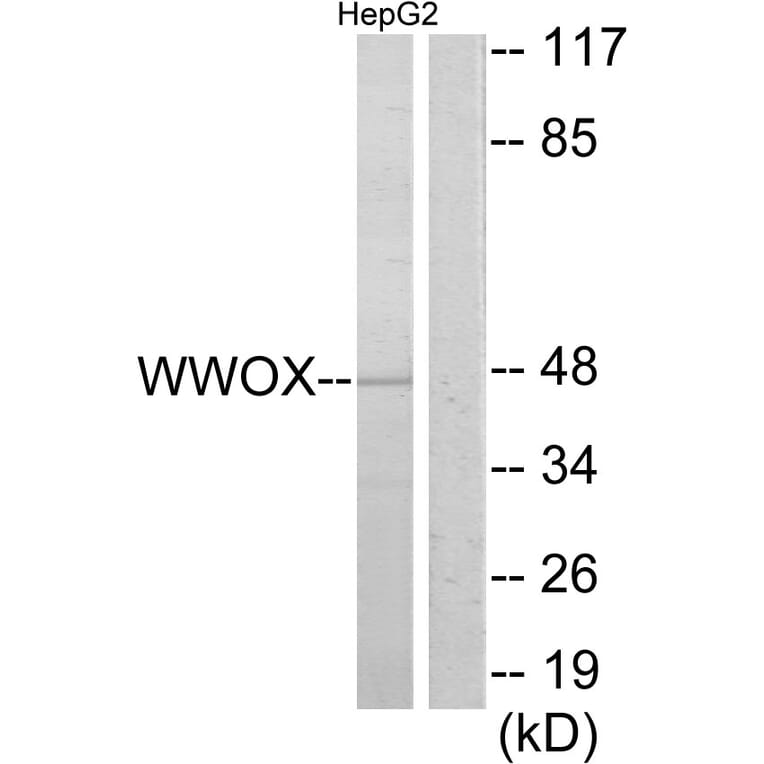 Western Blot - Anti-WWOX Antibody (C13129) - Antibodies.com