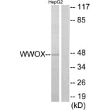 Western Blot - Anti-WWOX Antibody (C13129) - Antibodies.com