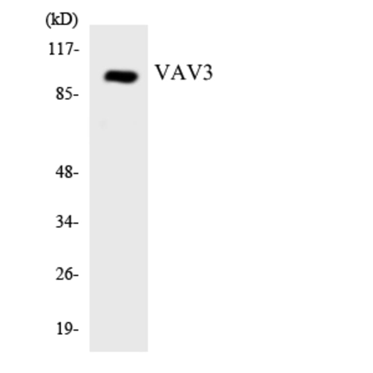 Western Blot - Anti-VAV3 Antibody (R12-3675) - Antibodies.com