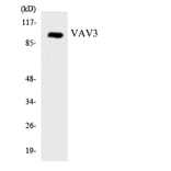 Western Blot - Anti-VAV3 Antibody (R12-3675) - Antibodies.com