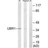 Western Blot - Anti-UBR1 Antibody (C15591) - Antibodies.com