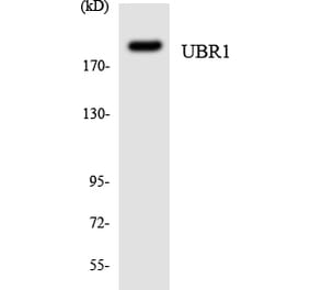 Western Blot - Anti-UBR1 Antibody (R12-3665) - Antibodies.com