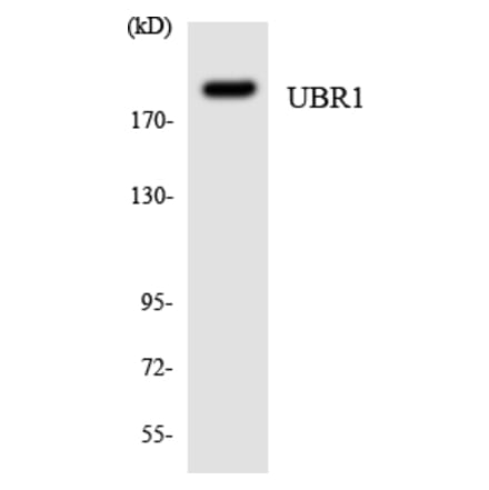 Western Blot - Anti-UBR1 Antibody (R12-3665) - Antibodies.com