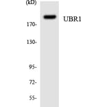 Western Blot - Anti-UBR1 Antibody (R12-3665) - Antibodies.com