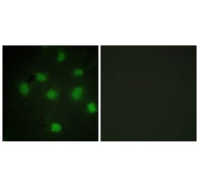Immunofluorescence - Anti-TLK1 Antibody (B0749) - Antibodies.com