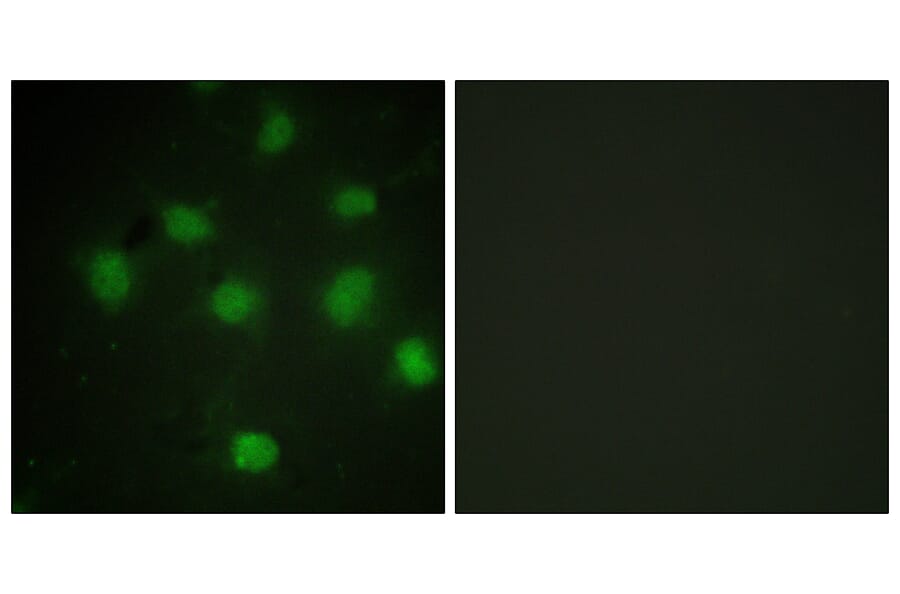 Immunofluorescence - Anti-TLK1 Antibody (B0749) - Antibodies.com