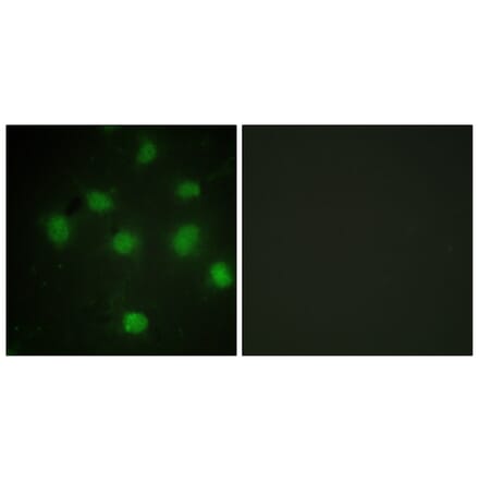 Immunofluorescence - Anti-TLK1 Antibody (B0749) - Antibodies.com