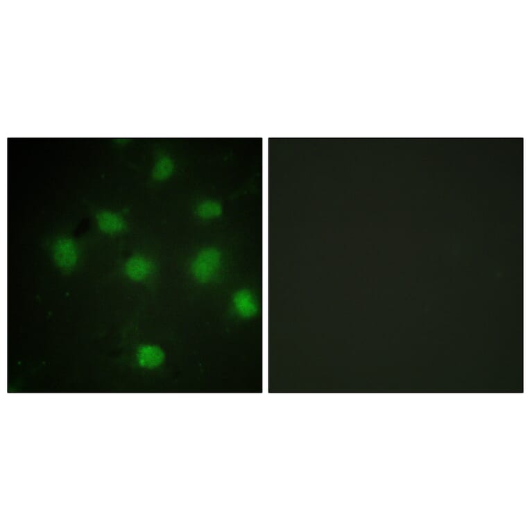 Immunofluorescence - Anti-TLK1 Antibody (B0749) - Antibodies.com