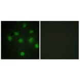 Immunofluorescence - Anti-TLK1 Antibody (B0749) - Antibodies.com