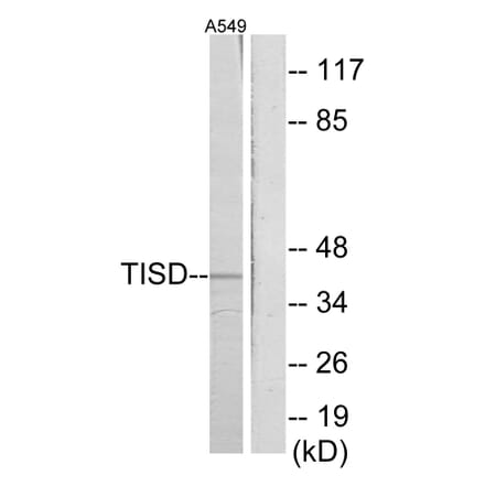 Western Blot - Anti-TISD Antibody (C10632) - Antibodies.com