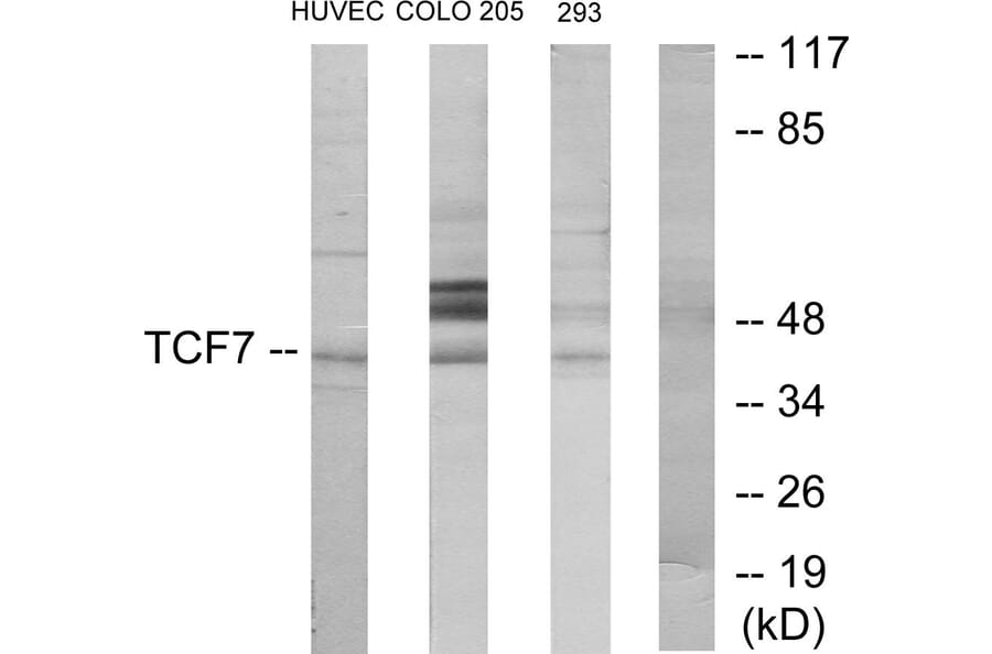 Western Blot - Anti-TCF7 Antibody (C10571) - Antibodies.com