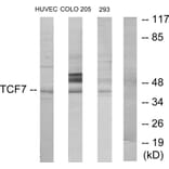 Western Blot - Anti-TCF7 Antibody (C10571) - Antibodies.com