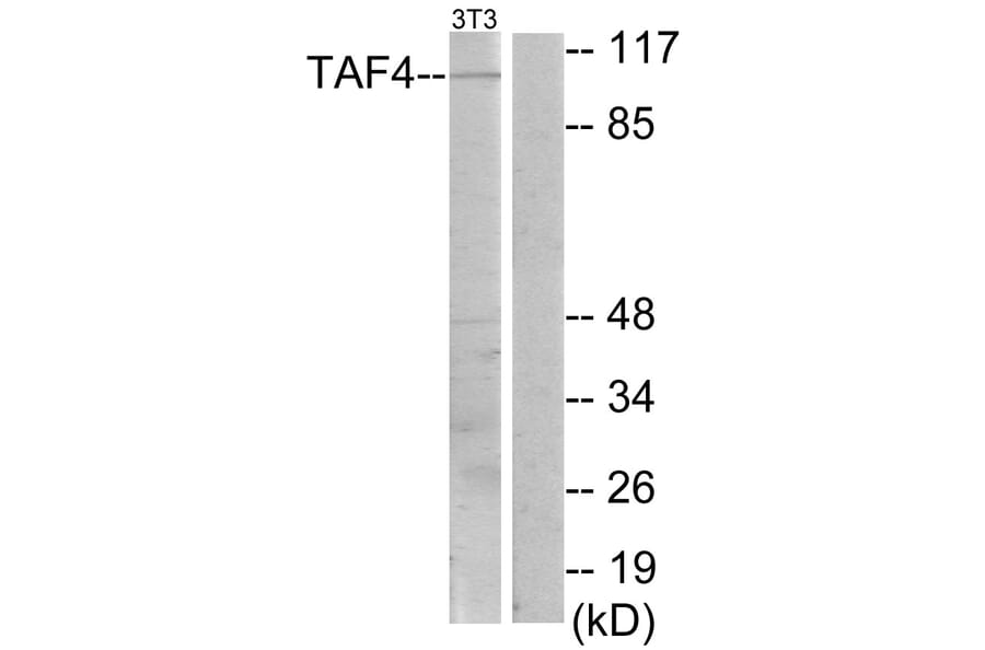 Western Blot - Anti-TAF4 Antibody (C10018) - Antibodies.com