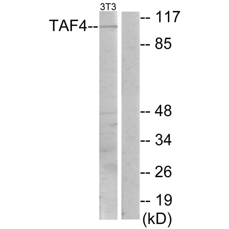 Western Blot - Anti-TAF4 Antibody (C10018) - Antibodies.com