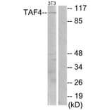 Western Blot - Anti-TAF4 Antibody (C10018) - Antibodies.com