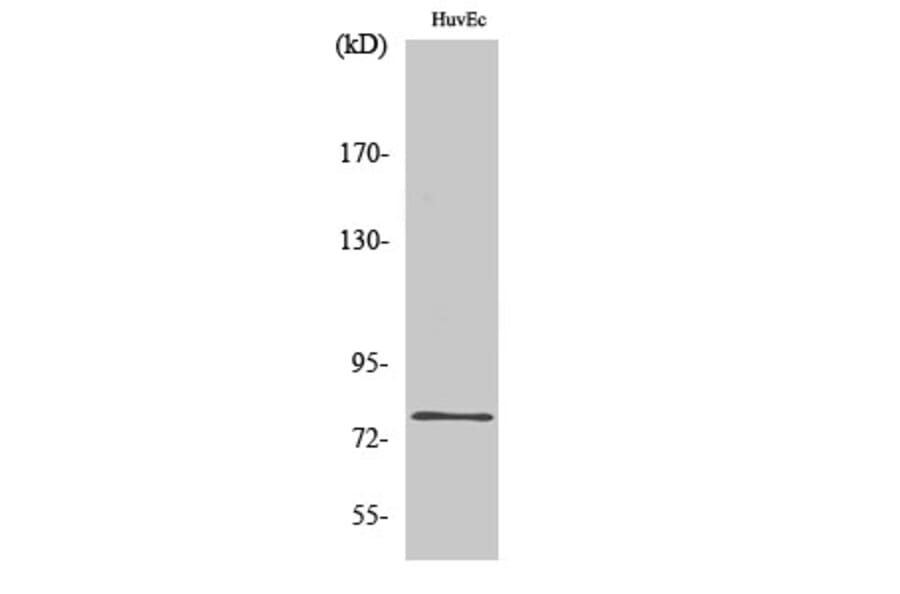Western Blot - Anti-SKIL Antibody (C10353) - Antibodies.com