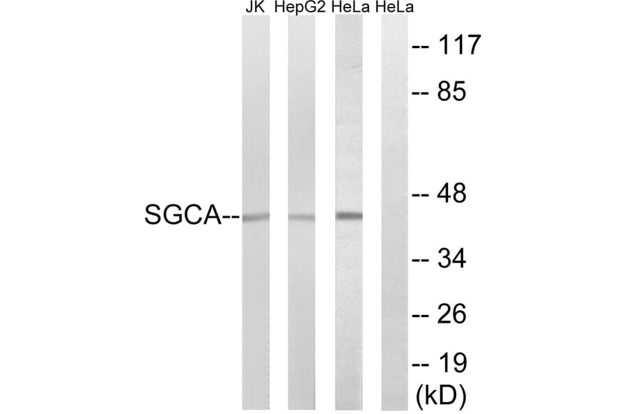 Western Blot - Anti-SGCA Antibody (C14429) - Antibodies.com