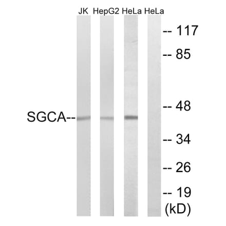 Western Blot - Anti-SGCA Antibody (C14429) - Antibodies.com