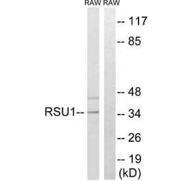 Western Blot - Anti-RSU1 Antibody (C18198) - Antibodies.com