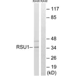 Western Blot - Anti-RSU1 Antibody (C18198) - Antibodies.com