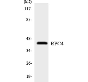 Western Blot - Anti-RPC4 Antibody (R12-3450) - Antibodies.com