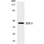 Western Blot - Anti-RPC4 Antibody (R12-3450) - Antibodies.com