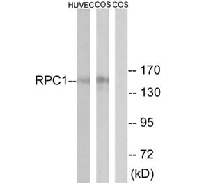 Western Blot - Anti-RPC1 Antibody (C15473) - Antibodies.com