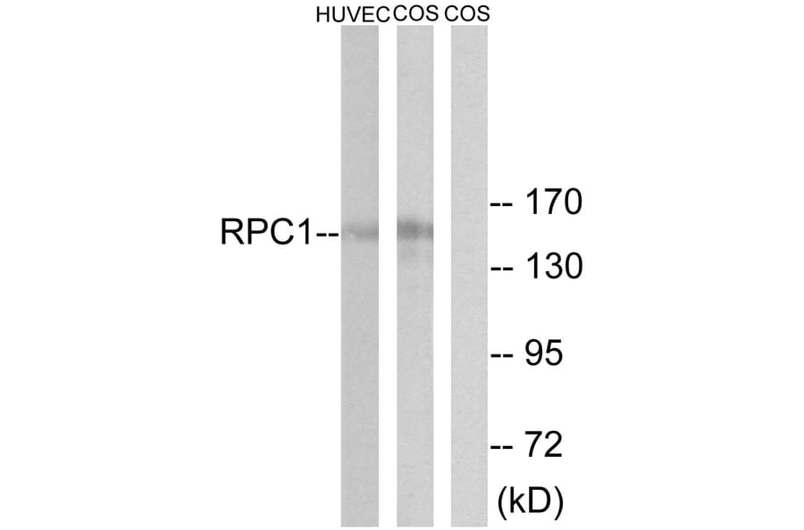 Western Blot - Anti-RPC1 Antibody (C15473) - Antibodies.com
