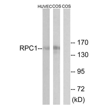 Western Blot - Anti-RPC1 Antibody (C15473) - Antibodies.com