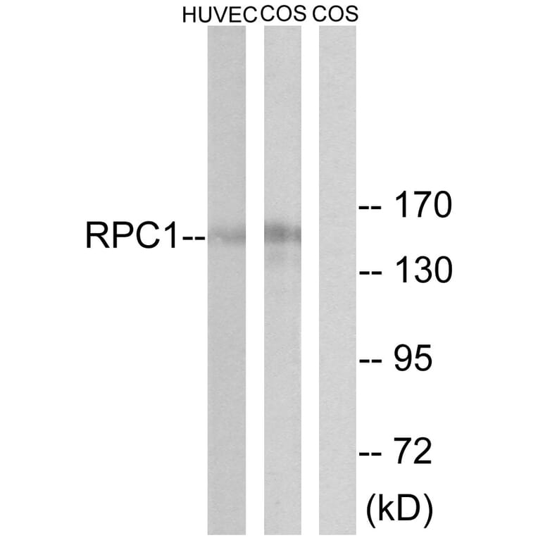 Western Blot - Anti-RPC1 Antibody (C15473) - Antibodies.com