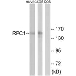 Western Blot - Anti-RPC1 Antibody (C15473) - Antibodies.com