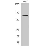 Western Blot - Anti-RPC1 Antibody (C15473) - Antibodies.com