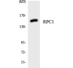 Western Blot - Anti-RPC1 Antibody (R12-3449) - Antibodies.com