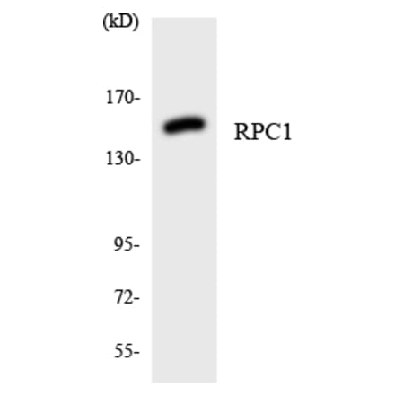 Western Blot - Anti-RPC1 Antibody (R12-3449) - Antibodies.com