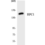 Western Blot - Anti-RPC1 Antibody (R12-3449) - Antibodies.com