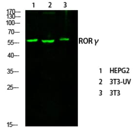 Western Blot - Anti-RORG Antibody (C10676) - Antibodies.com