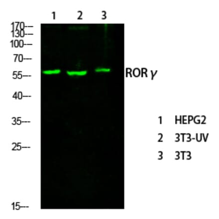 Western Blot - Anti-RORG Antibody (C10676) - Antibodies.com
