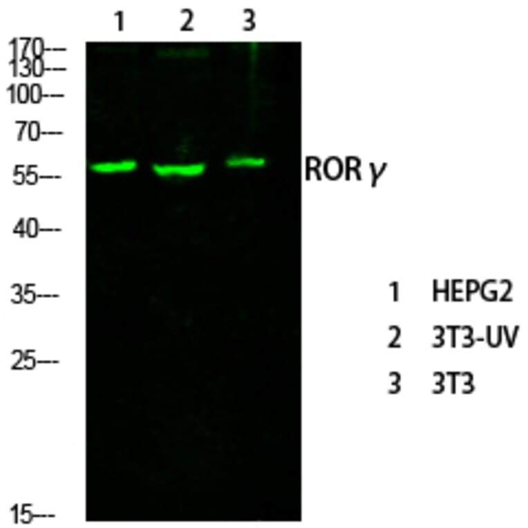 Western Blot - Anti-RORG Antibody (C10676) - Antibodies.com
