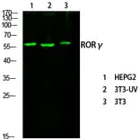 Western Blot - Anti-RORG Antibody (C10676) - Antibodies.com