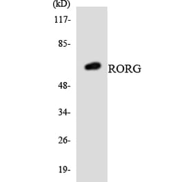 Western Blot - Anti-RORG Antibody (R12-3447) - Antibodies.com