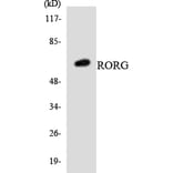 Western Blot - Anti-RORG Antibody (R12-3447) - Antibodies.com